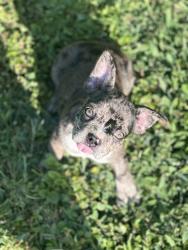 Reunited Male Dog last seen Santilli road , Landenberg, PA 19350