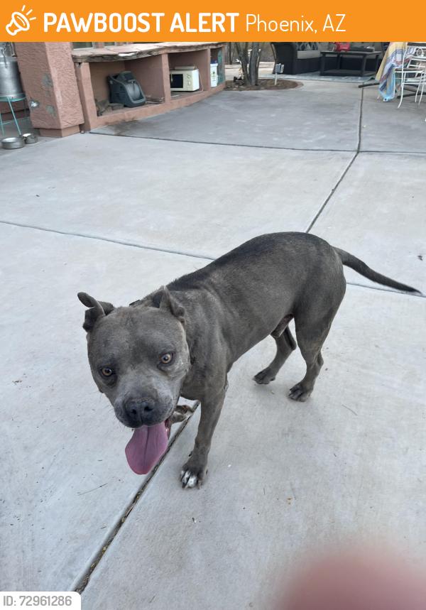 Found/Stray Male Dog last seen 19th Ave and Deer Valley, Phoenix, AZ 85027