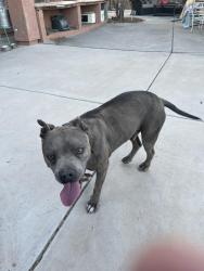 Found/Stray Male Dog last seen 19th Ave and Deer Valley, Phoenix, AZ 85027