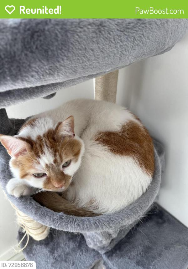 Reunited Male Cat last seen 42nd & N Meridian, Indianapolis, IN 46208