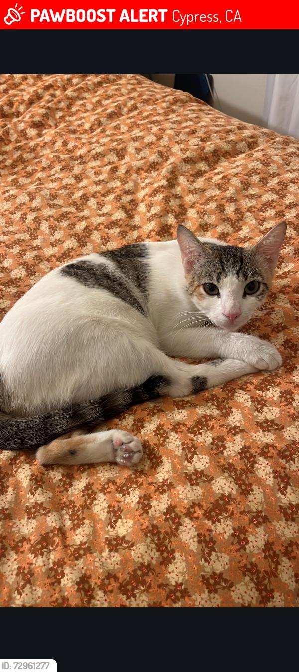 Lost Female Cat last seen Orange ave/juanita st/valle view, Cypress, CA 90630