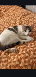 Lost Female Cat last seen Orange ave/juanita st/valle view, Cypress, CA 90630