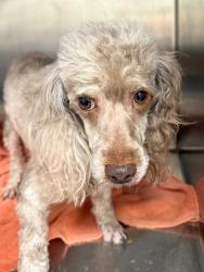 Shelter Stray Male Dog last seen Midwest City, Oklahoma City, OK 73110
