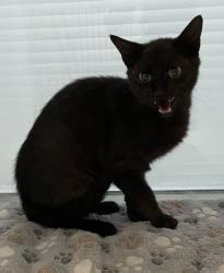 Shelter Stray Male Cat last seen Midwest City, Oklahoma City, OK 73110