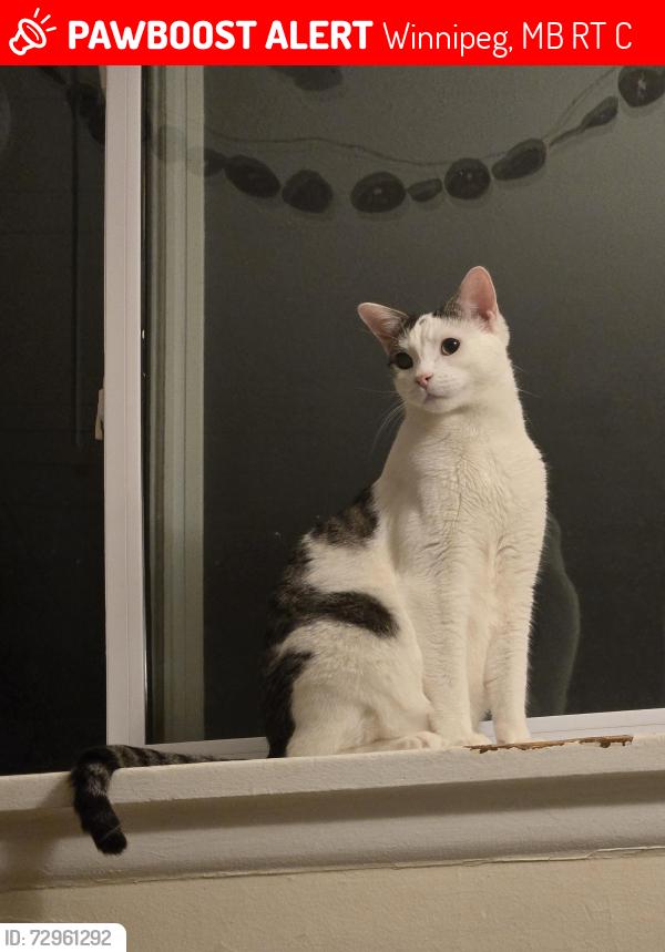 Lost Male Cat last seen Fletcher at Pembina , Winnipeg, MB R3T 2C1