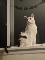 Lost Male Cat last seen Fletcher at Pembina , Winnipeg, MB R3T 2C1
