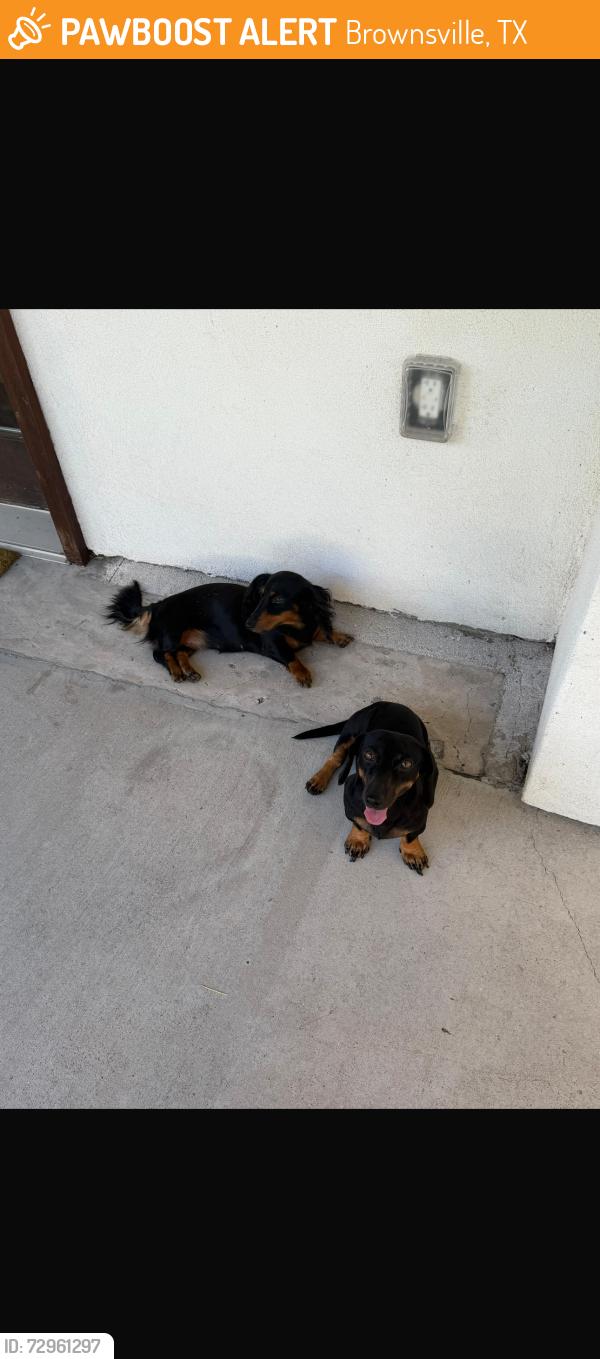 Found/Stray Unknown Dog last seen Palm Blvd & Ebony, Brownsville, TX 78520