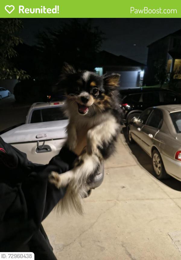 Reunited Male Dog last seen Marbach Canyon , San Antonio, TX 78245