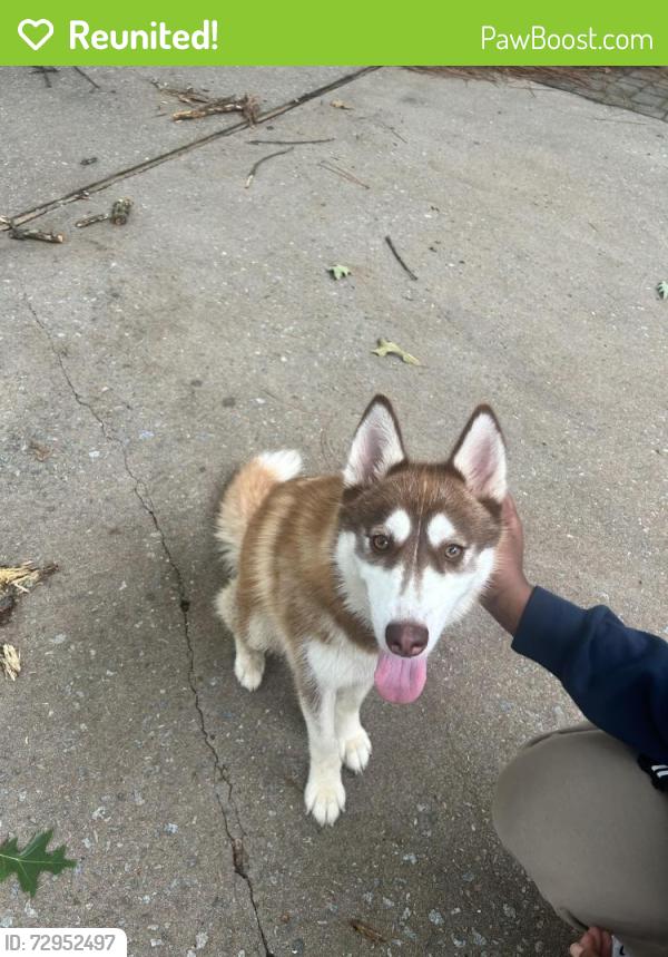 Reunited Unknown Dog last seen Roaming in the Crickentree Neighborhood Blythewood, Richland County, SC 29016