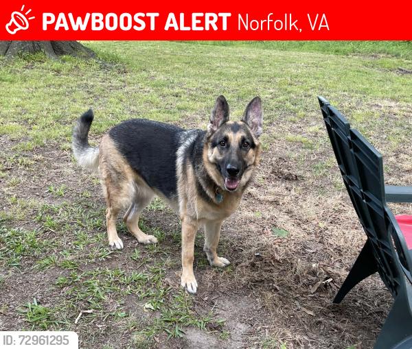 Lost Female Dog last seen Near Newport avenue Norfolk Va , Norfolk, VA 23505