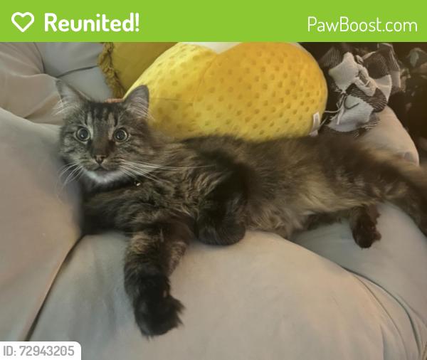 Reunited Male Cat last seen Near SW 62nd Blvd, Gainesville, FL 32607, USA, Gainesville, FL 32607