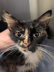 Shelter Stray Female Cat last seen Bexar County, New Braunfels, TX 78130