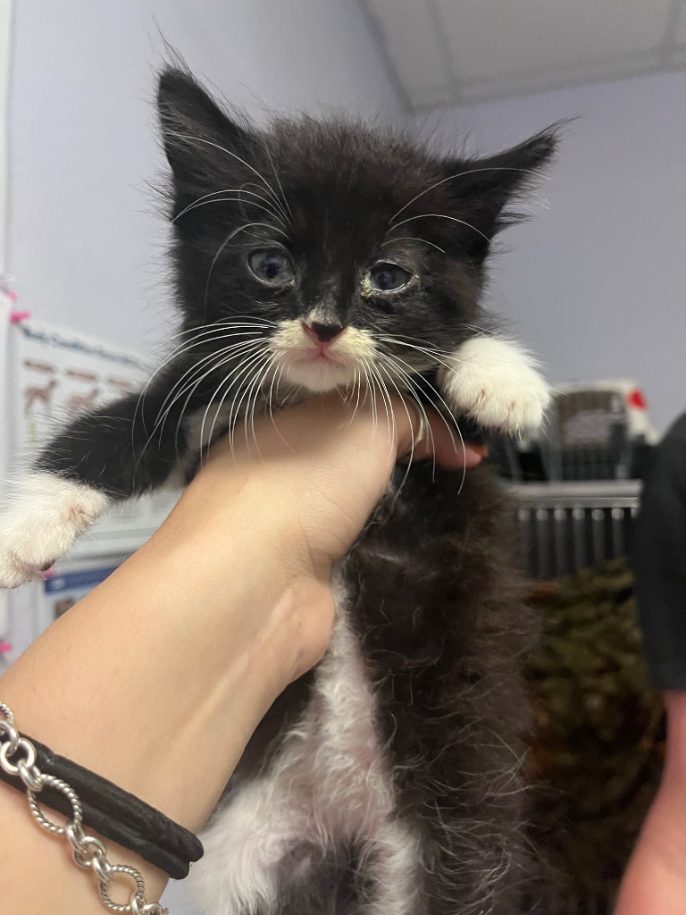 Shelter Stray Male Cat last seen Bexar County, New Braunfels, TX 78130