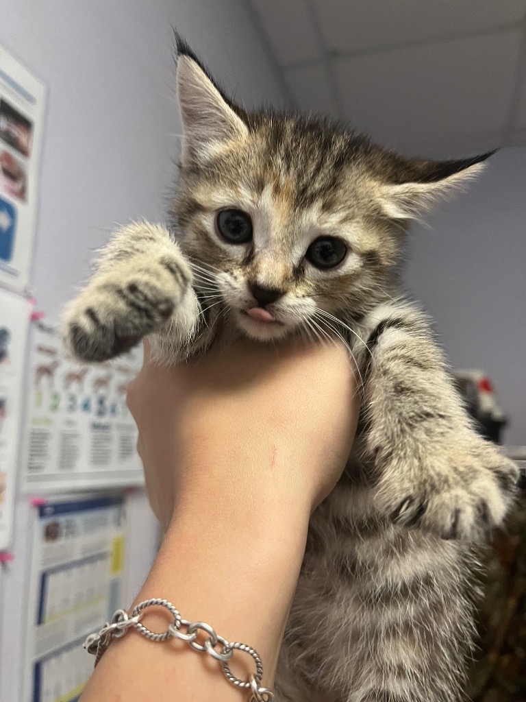 Shelter Stray Female Cat last seen Bexar County, New Braunfels, TX 78130