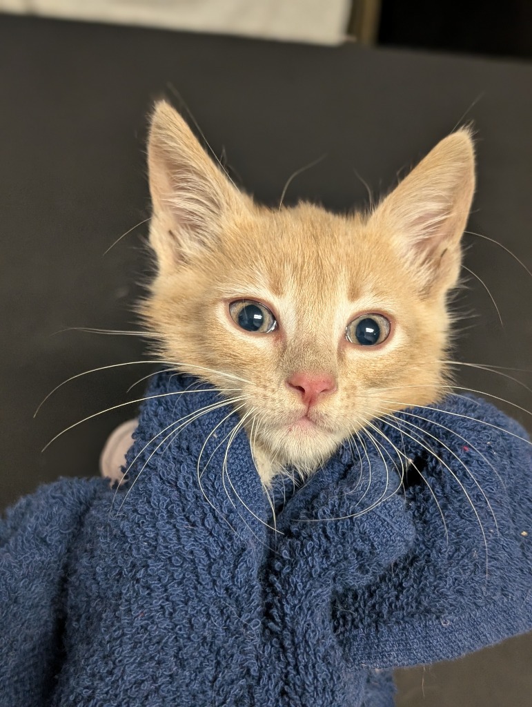 Shelter Stray Male Cat last seen Bexar County, New Braunfels, TX 78130