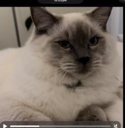 Lost Male Cat last seen Near Cottrall ave Woonona, Woonona, NSW 2517