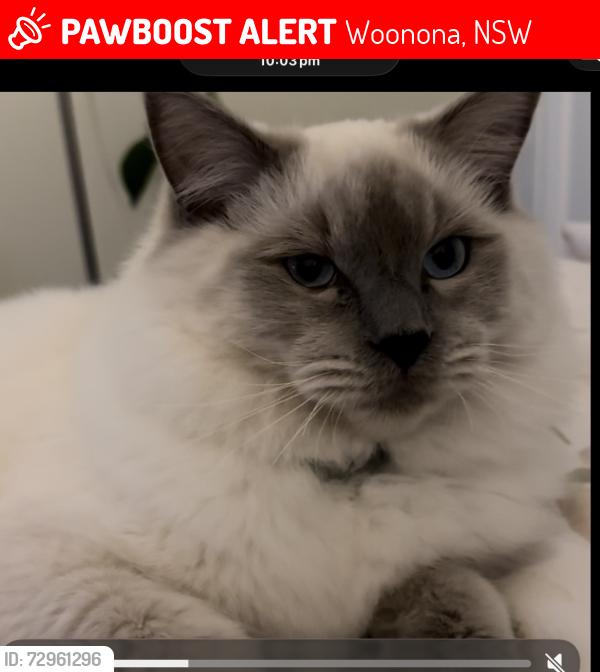 Lost Male Cat last seen Near Cottrall ave Woonona, Woonona, NSW 2517