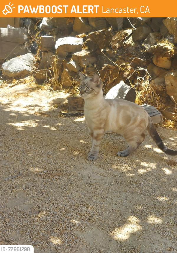 Found/Stray Male Cat last seen Edie Way and 11th Street East housing track across the street from schools., Lancaster, CA 93535