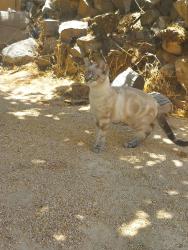 Found/Stray Male Cat last seen Edie Way and 11th Street East housing track across the street from schools., Lancaster, CA 93535