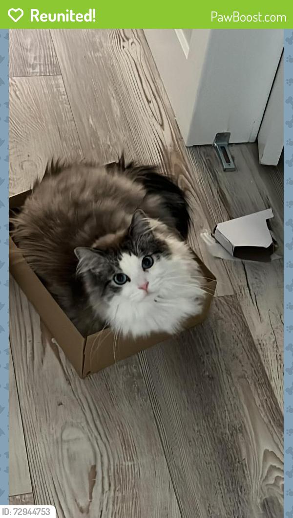 Reunited Male Cat last seen NW 78th Manor, NW 123rd Av, Parkland, FL 33076