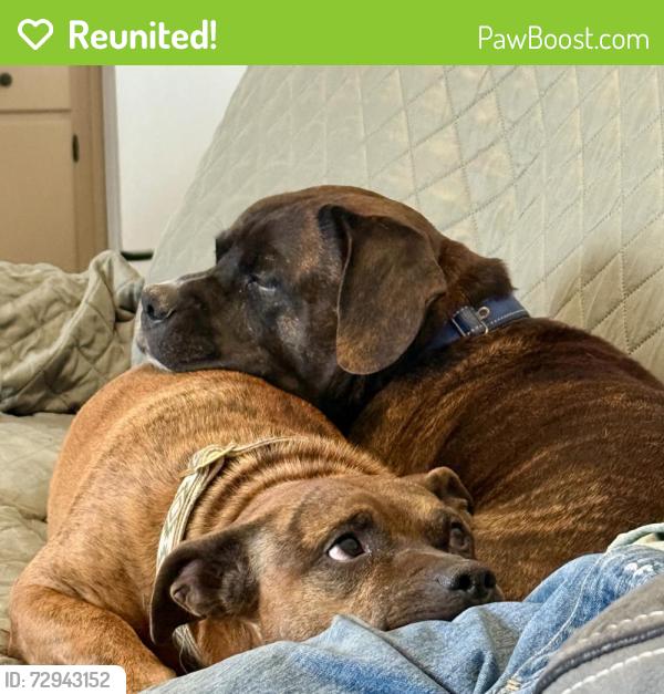 Reunited Male Dog last seen Dripping spring and HWY VV, Columbia, MO 65202