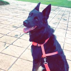 Reunited Female Dog last seen Ayers St, Corpus Christi, TX, USA, Corpus Christi, TX 78416