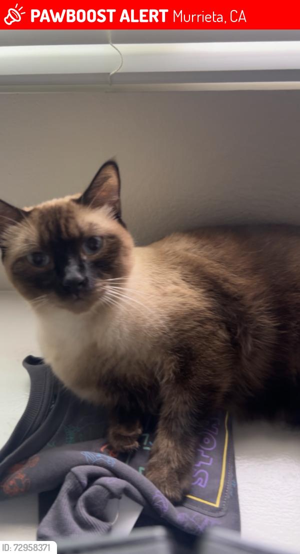 Lost Male Cat last seen Hancock and Las Brisas, Murrieta, CA 92562