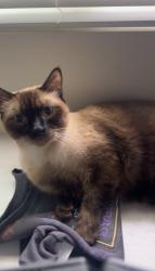 Lost Male Cat last seen Hancock and Las Brisas, Murrieta, CA 92562