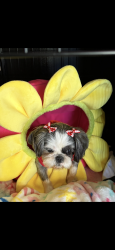 Lost Female Dog last seen Frayser, Memphis, TN 38127