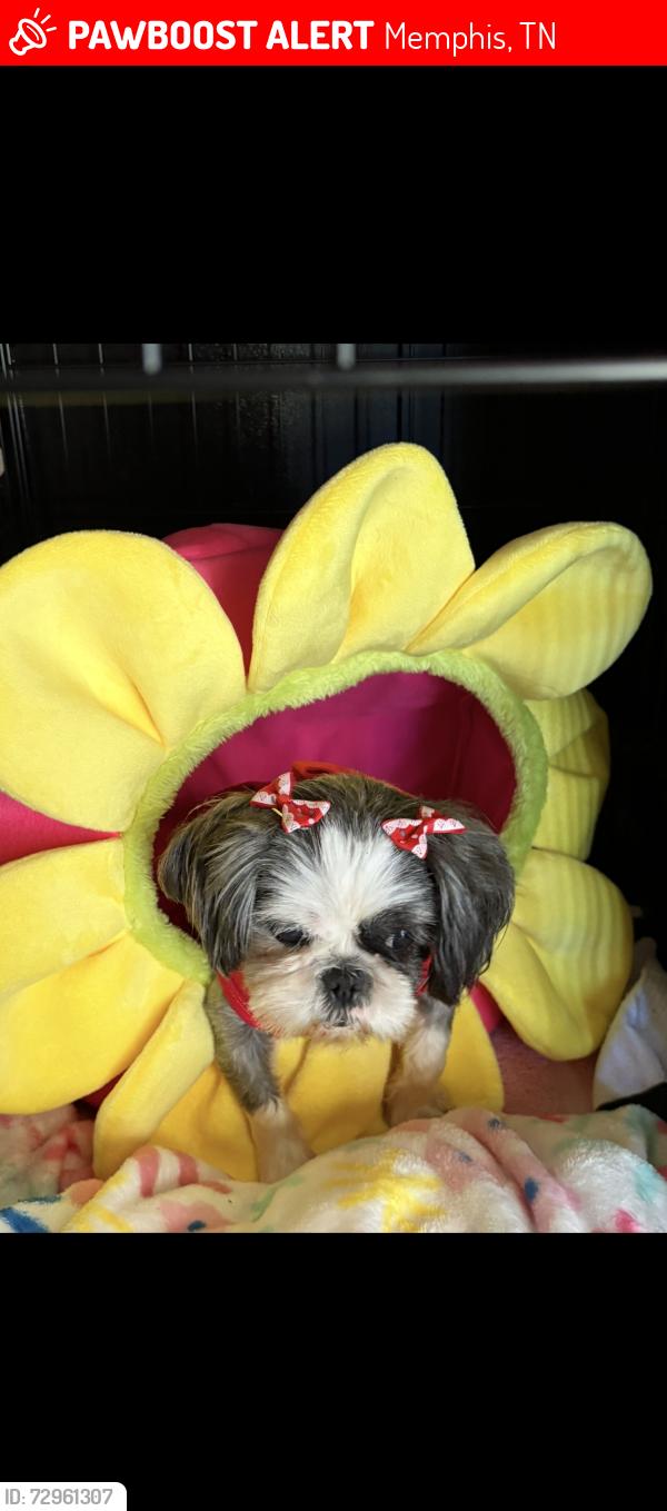Lost Female Dog last seen Frayser, Memphis, TN 38127