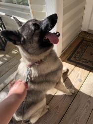 Found/Stray Female Dog last seen Lovell Dr and Francis Circle off Saudersville Ferry Road, Mt. Juliet, TN 37122