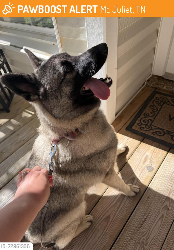Found/Stray Female Dog last seen Lovell Dr and Francis Circle off Saudersville Ferry Road, Mt. Juliet, TN 37122
