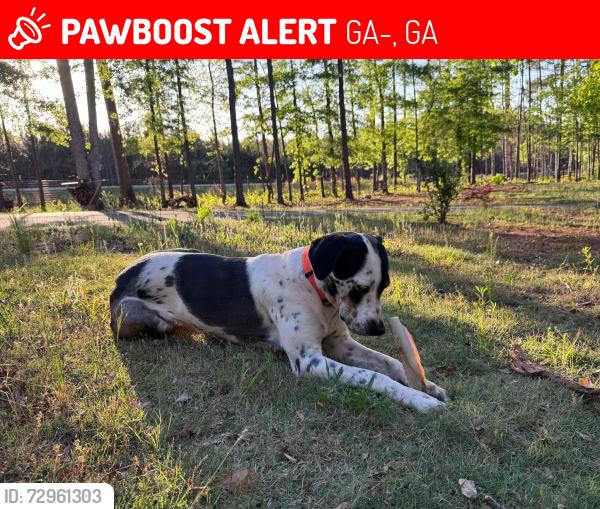 Lost Female Dog last seen Hunter’s Pub, GA-219, GA 31833