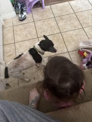 Reunited Male Dog last seen Crescent bay dr and cinnabar bay dr, League City, TX 77573