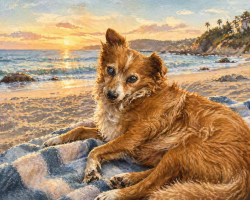 Lost Female Dog last seen Berwick and Braemar (neighborhood streets) or Marguerite and Hillcrest (main streets), Mission Viejo, CA 92691