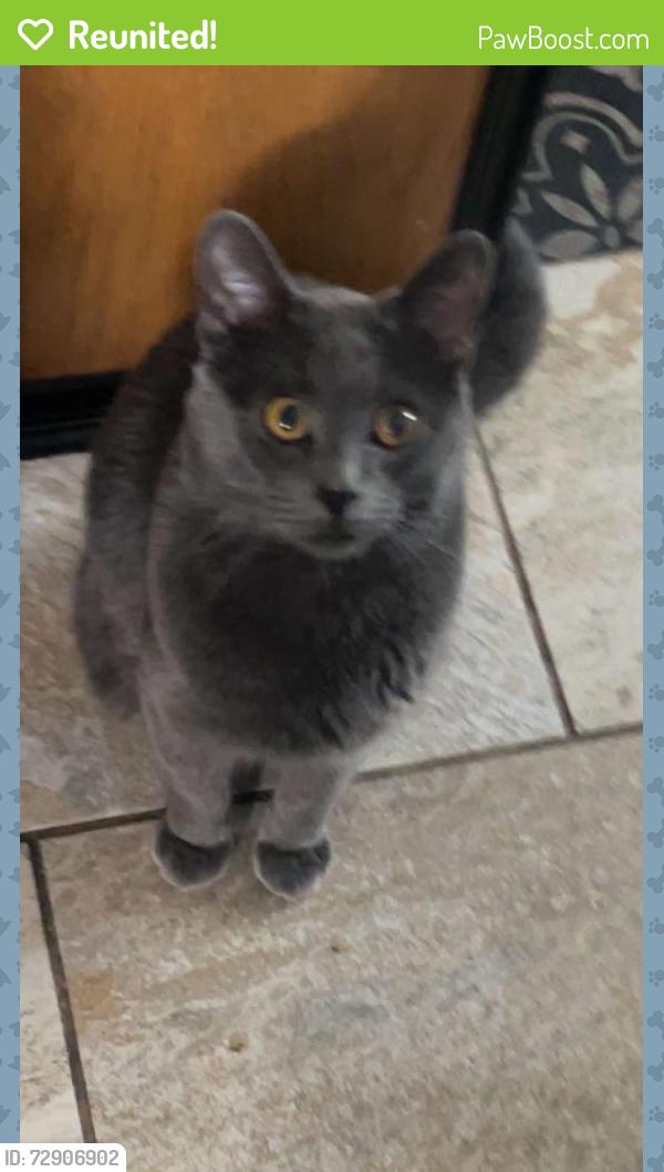 Reunited Male Cat last seen Near 162 Ave NW, Edmonton, AB T5Z 3B2, Canada, Edmonton, AB T5Z 3B2