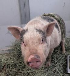 Shelter Stray Male Livestock last seen 35TH AVE AND DOBBINS, Phoenix, AZ 85008