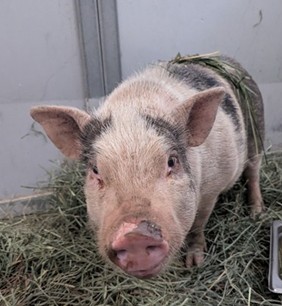 Shelter Stray Male Livestock last seen 35TH AVE AND DOBBINS, Phoenix, AZ 85008