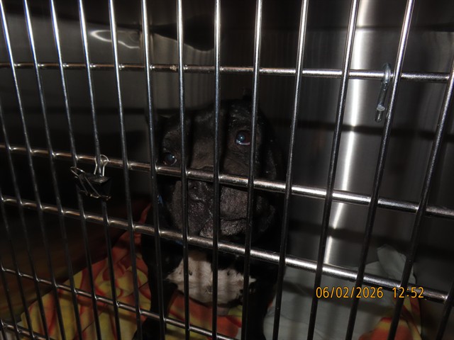 Shelter Stray Male Dog last seen Near BLOCK E BROADWAY RD, Phoenix, AZ 85008