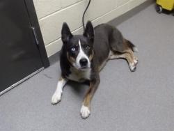 Shelter Stray Male Dog last seen Near BLOCK N CLINTON ST, DENVER CO 80239, Denver, CO 80223