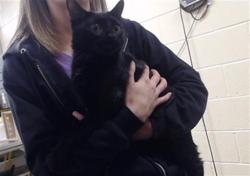 Shelter Stray Male Cat last seen Near BLOCK W BAYAUD AVE, DENVER CO 80223, Denver, CO 80223