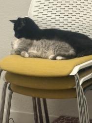 Lost Male Cat last seen Gas station or alley way , Oakland, CA 94606