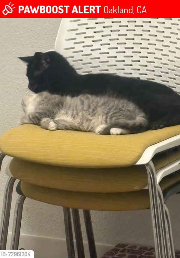 Lost Male Cat last seen Gas station or alley way , Oakland, CA 94606