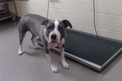 Shelter Stray Female Dog last seen Near BLOCK W BAYAUD AVE, DENVER CO 80223, Denver, CO 80223