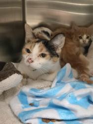 Shelter Stray Female Cat last seen BAUR,63132, Olivette, MO 63132