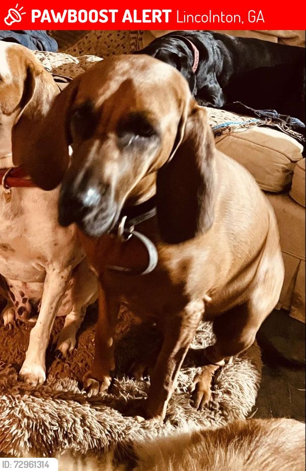 Lost Female Dog last seen Washington Highway, Lincolnton, GA 30817