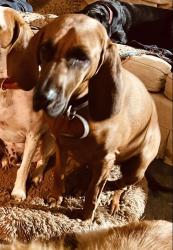 Lost Female Dog last seen Washington Highway, Lincolnton, GA 30817