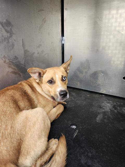 Shelter Stray Unknown Dog last seen Near BLOCK N SAN GABRIEL, San Antonio, TX 78227