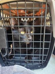 Shelter Stray Female Cat last seen Near BLOCK OF CLOPTON, Huntsville, AL 35805