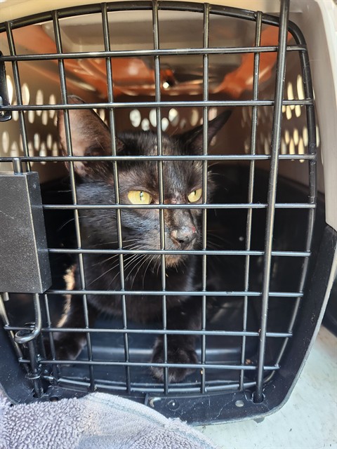 Shelter Stray Female Cat last seen Near BLOCK OF CLOPTON, Huntsville, AL 35805